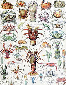 234x300 crayfish drawings pixels - Crawdad Drawing