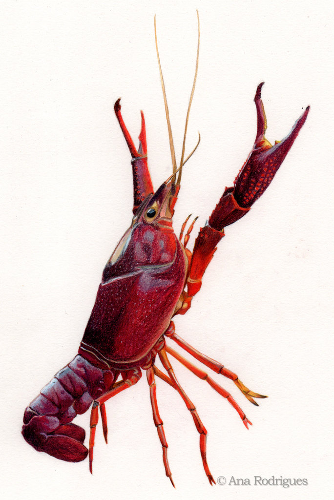 684x1024 crayfish - Crawdad Drawing