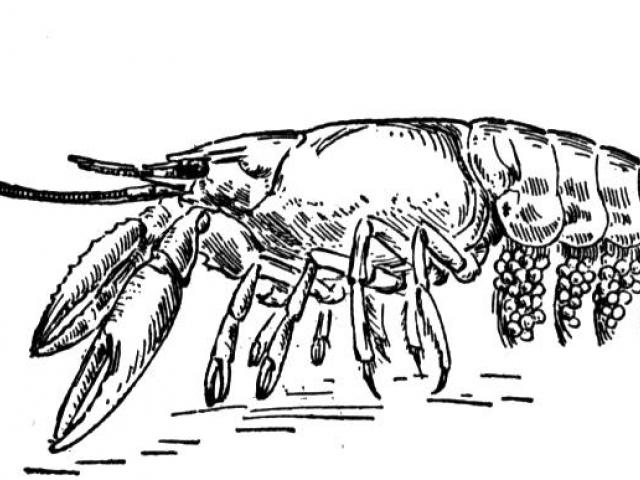 640x480 drawn lobster crawfish - Crawdad Drawing