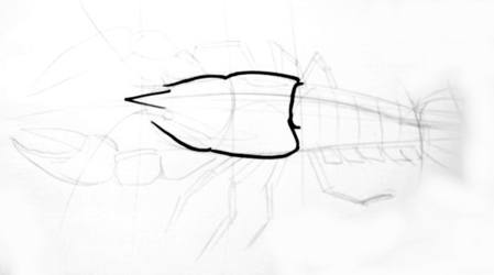 449x250 how to draw a crayfish - Crawdad Drawing