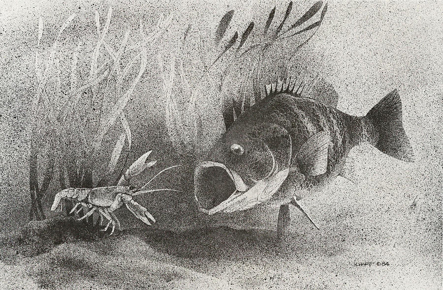 900x590 huge collection of 'crawdad drawing' download more than images - Crawdad Drawing