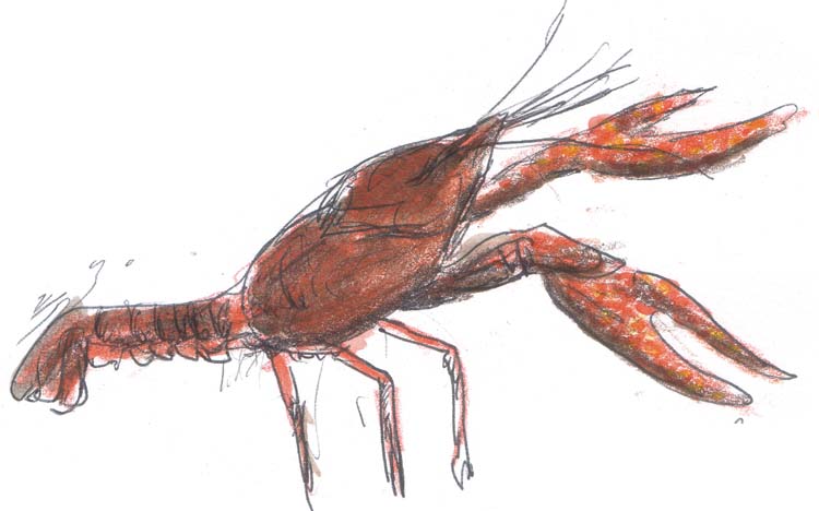 750x468 just around the corner crayfish cove - Crawdad Drawing