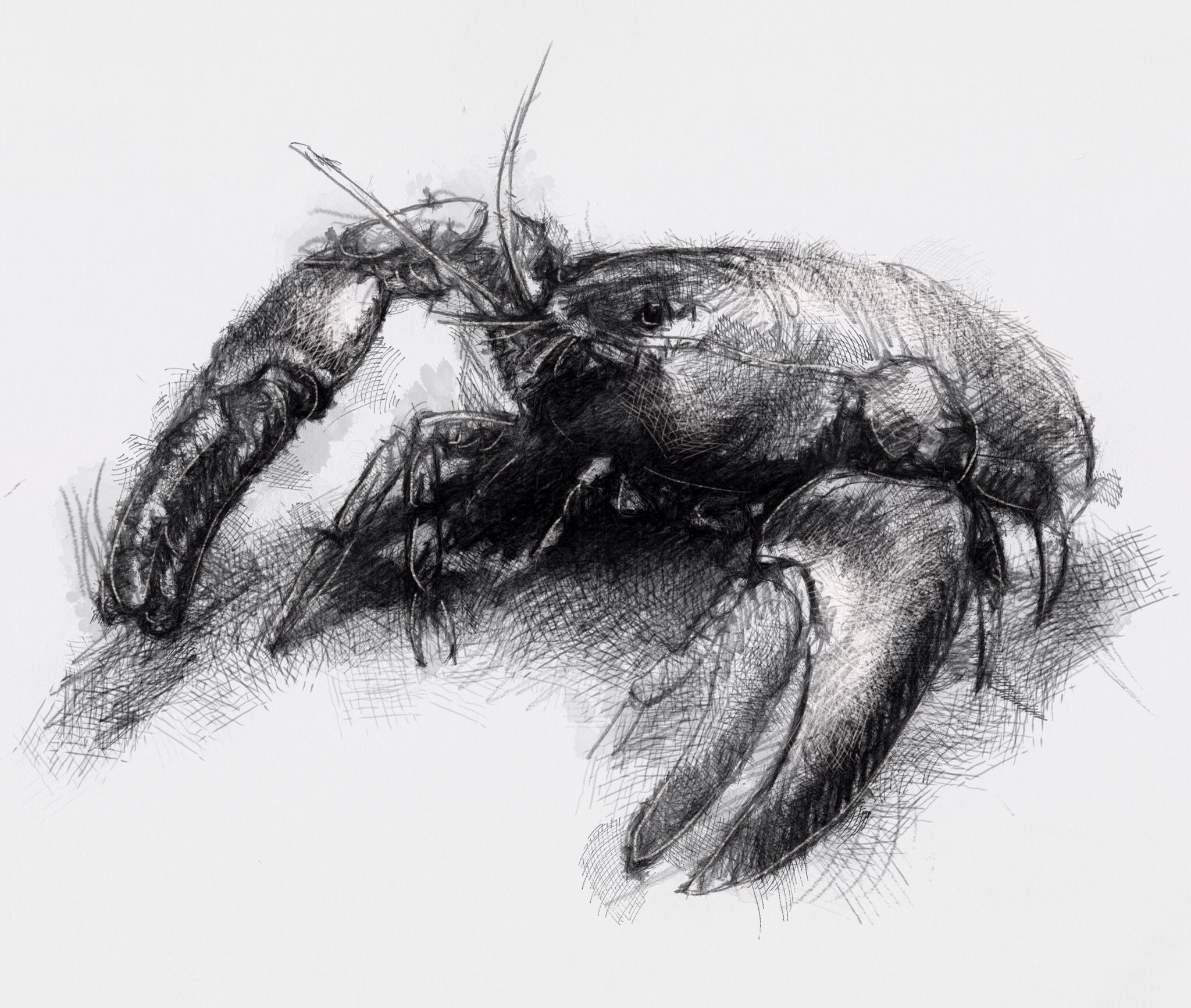 2048x1733 easy crawdad drawings pictures and ideas on meta networks - Crawdad Drawing