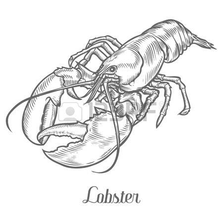 450x450 Drawn Lobster Crawfish - Crawfish Drawing