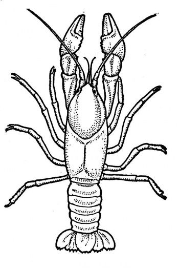 350x525 Site With Several Coloring Pages Animals Class Coloring Pages - Crawfish Drawing