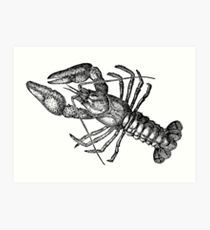 210x230 Crayfish Drawing Art Prints Redbubble - Crayfish Drawing