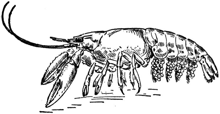 746x387 Crayfish Drawing - Crayfish Drawing