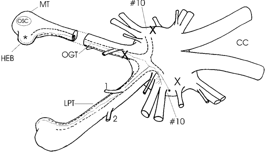 850x489 diagram of the crayfish brain viewed from above and slightly - Crayfish Drawing
