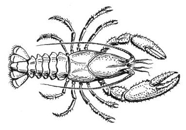 382x268 Filecrayfish - Crayfish Drawing