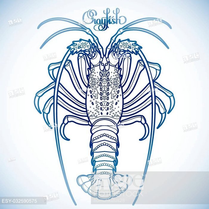 701x700 graphic vector crayfish drawn in line art style spiny or rocky - Crayfish Drawing
