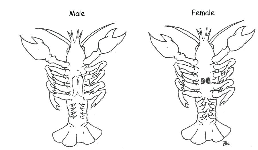 Crayfish Drawing at PaintingValley.com | Explore collection of Crayfish