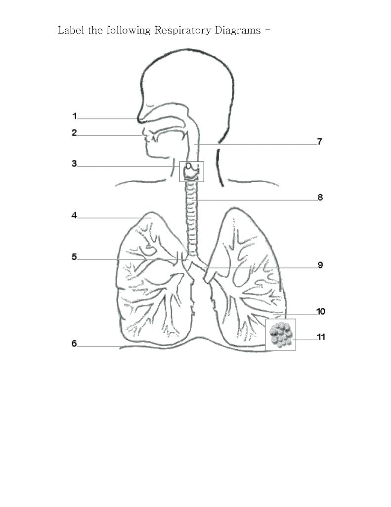 791x1024 Label Drawing Diagram Of Respiratory System Of Human Body - Crayfish Drawing