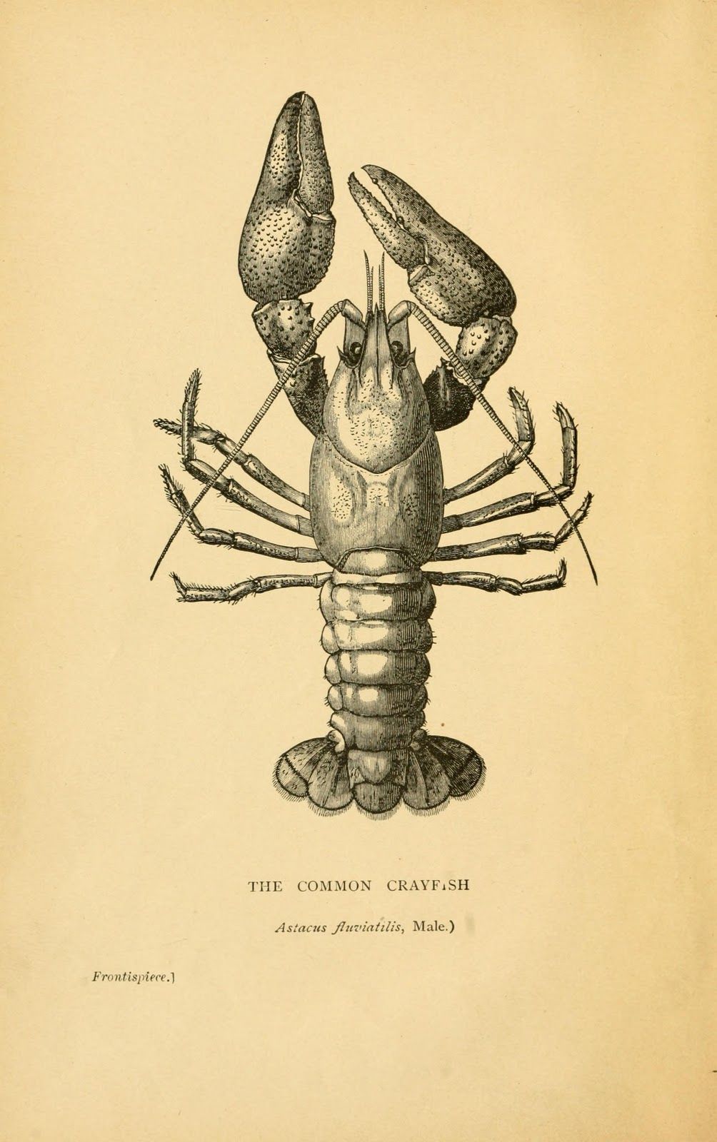 1004x1600 Vintage Ephemera Book Illustration, Male Crayfish, Images - Crayfish Drawing