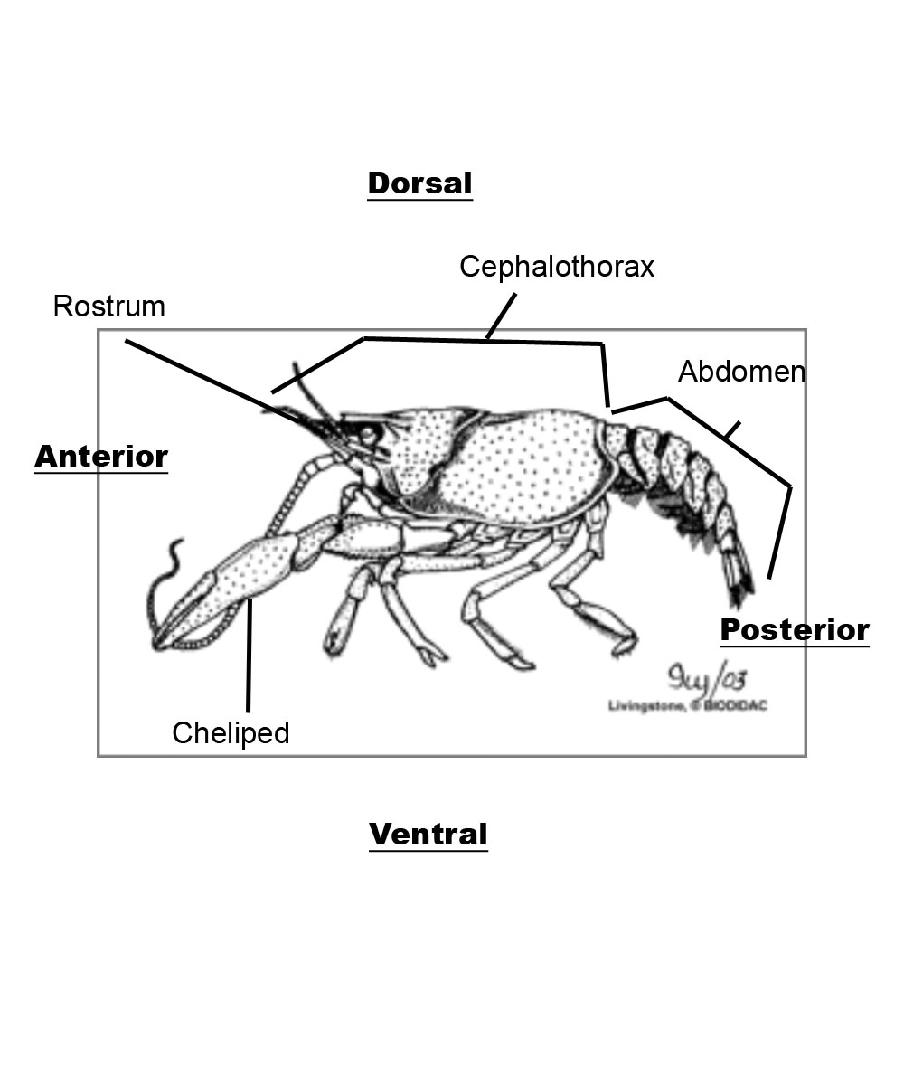 1000x1200 crayfish diagram labelled synergy middle school science - Crayfish Drawing