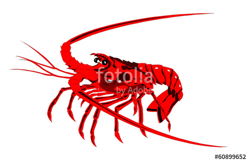 500x325 Crayfish Drawing Stock Image And Royalty Free Vector - Crayfish Drawing