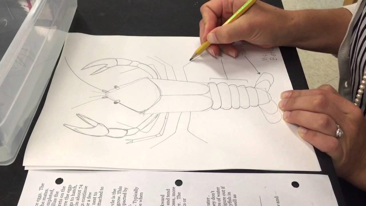 1280x720 arts integration - Crayfish Drawing