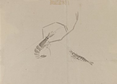 384x277 Brooklyn Museum - Crayfish Drawing