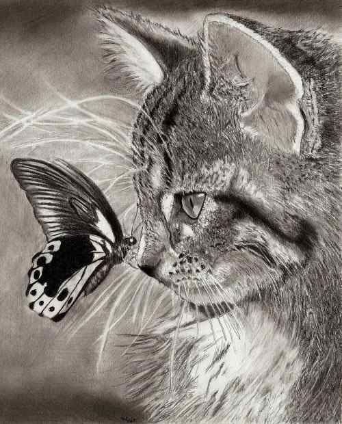 500x620 crazy pencil art realistic animal drawings realistic animal - Crazy Animal Drawings