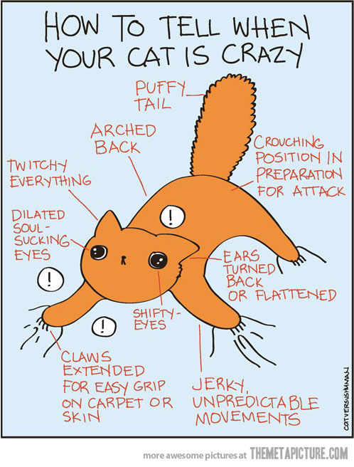 498x656 how to tell when your cat is crazy - Crazy Cat Drawing