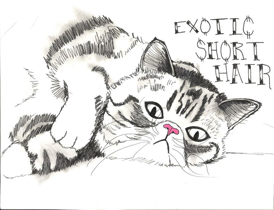 960x736 the absolute crazy cat lady exotic short hair drawing - Crazy Cat Drawing
