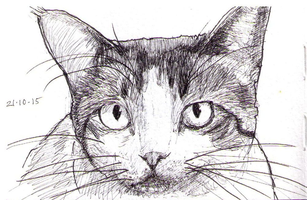 1000x652 Three Drawings From The Last Couple Of Days One Drawing Daily - Crazy Cat Drawing