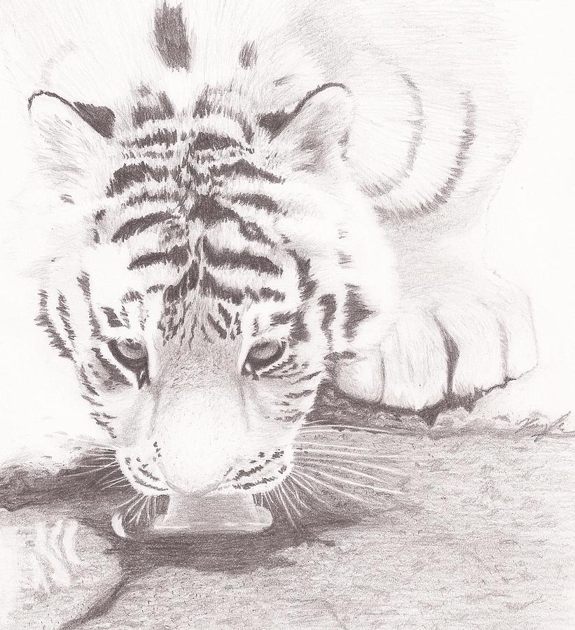 821x900 tiger - Creek Drawing