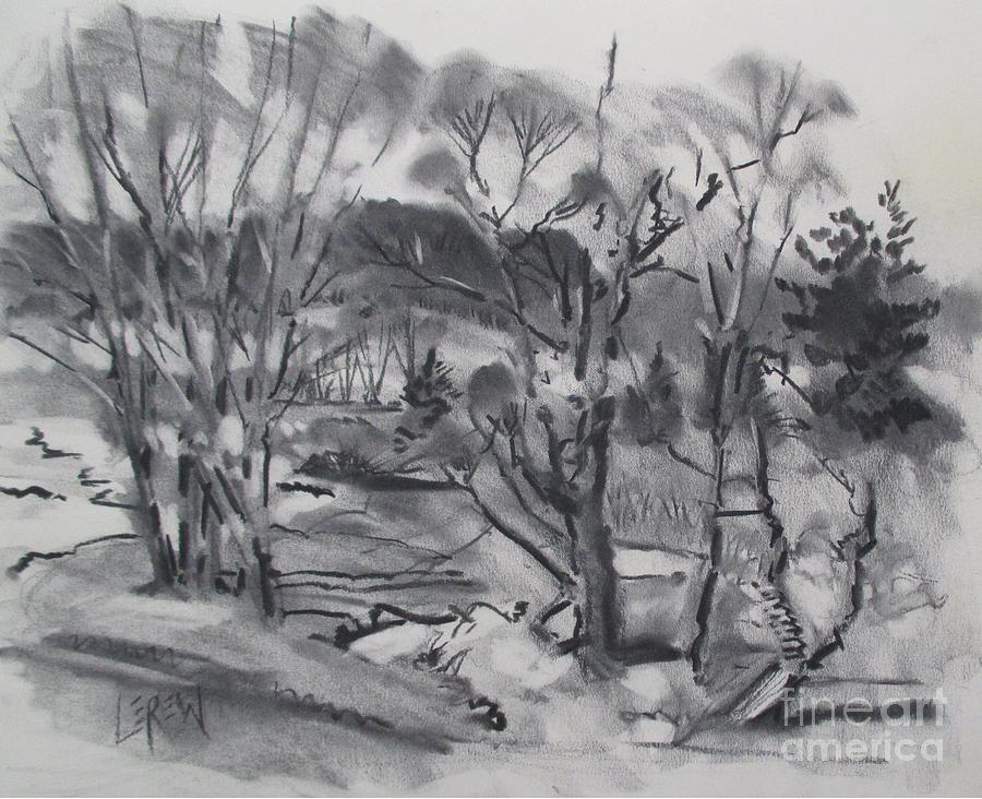 900x732 trees - Creek Drawing