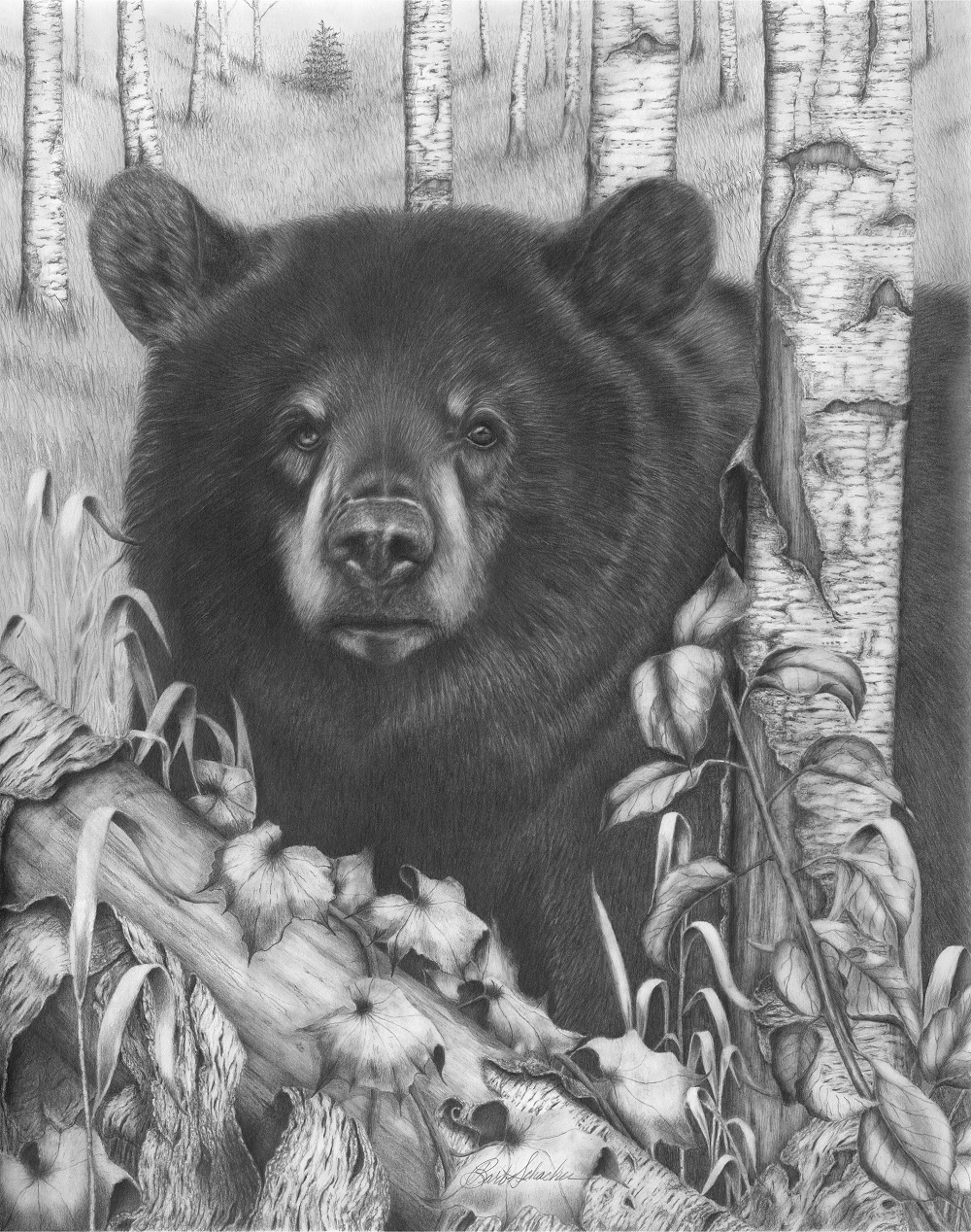 1000x1268 black bear on newsome original wildlife pencil drawing - Creek Drawing