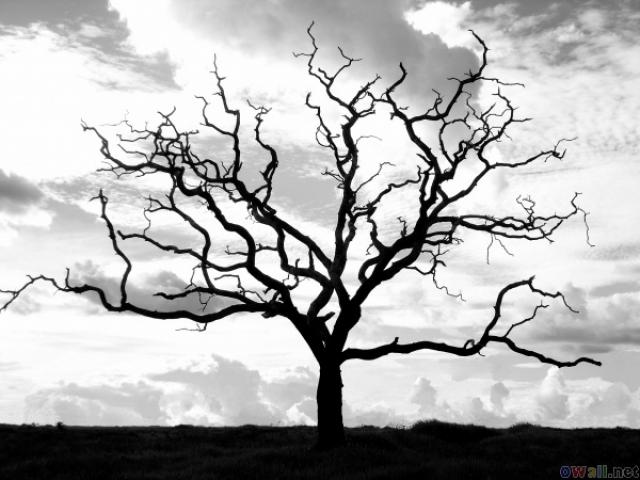640x480 drawn dead tree creepy - Creepy Dead Tree Drawing