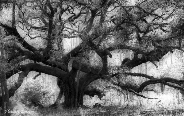 600x378 Creepy Forest Tree Drawing - Creepy Tree Drawing