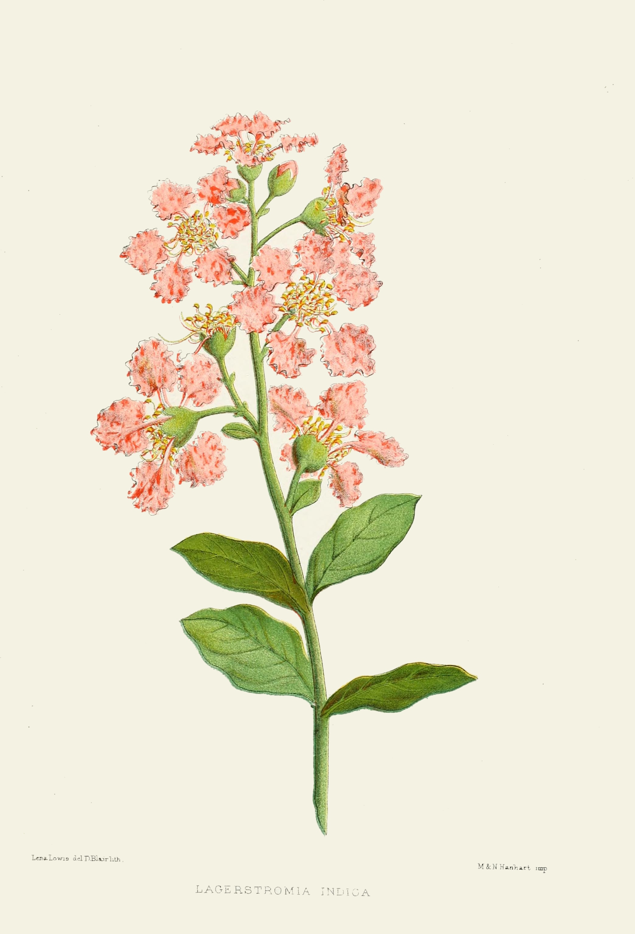 2087x3068 Crepe Myrtle - Crepe Drawing