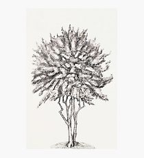 210x230 Crepe Myrtle Drawing Photographic Prints Redbubble - Crepe Drawing