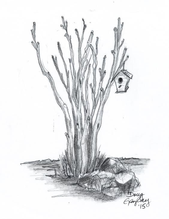 564x728 Crepe Myrtle Home Graphite Pencil Drawing Drawing Paper - Crepe Drawing