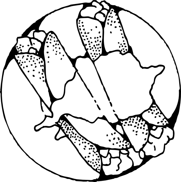 594x597 Crepes Outline Clip Art - Crepe Drawing