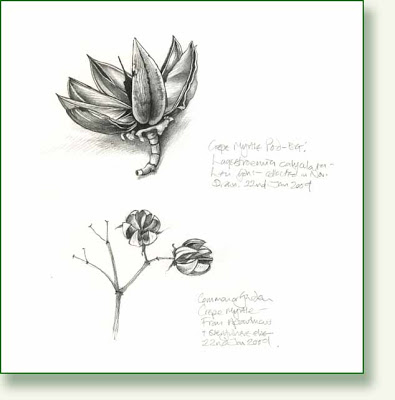 395x400 pencil and leaf leaf of the day crepe or crape, myrtles and murder - Crepe Drawing