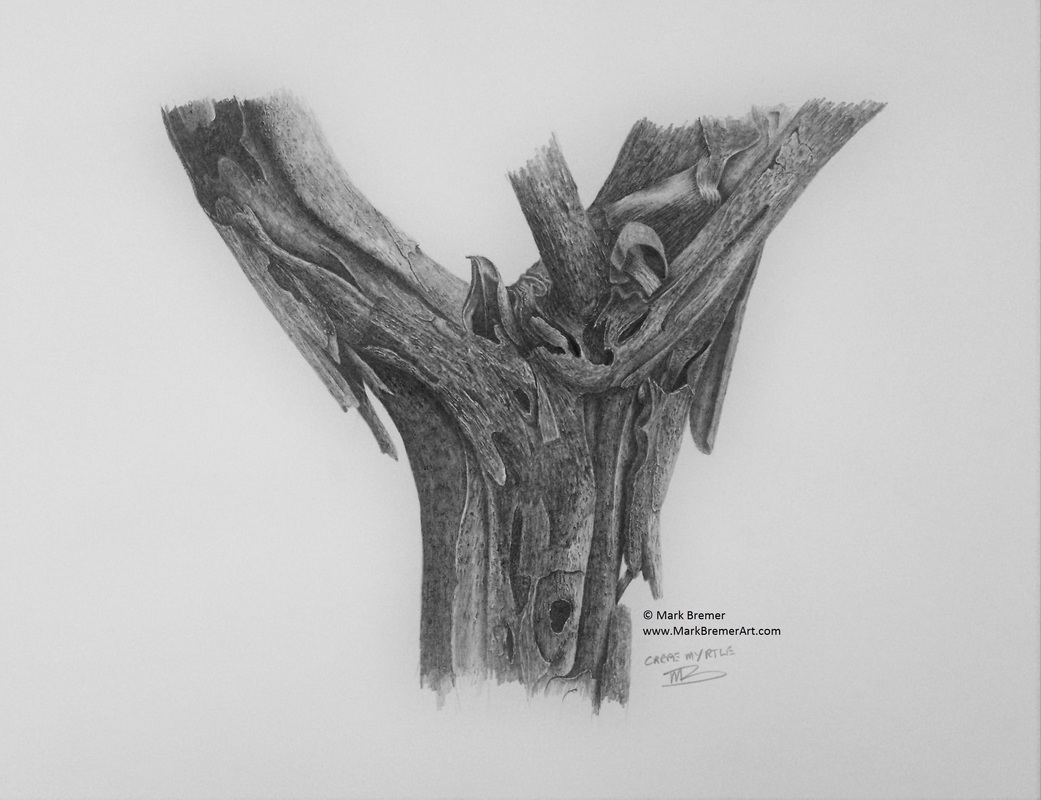 1041x800 Pencil Drawing Crepe Myrtle - Crepe Drawing