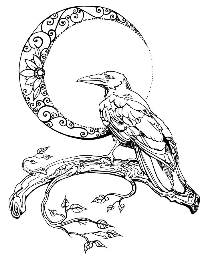 720x900 crescent moon crow drawing - Crescent Moon Drawing