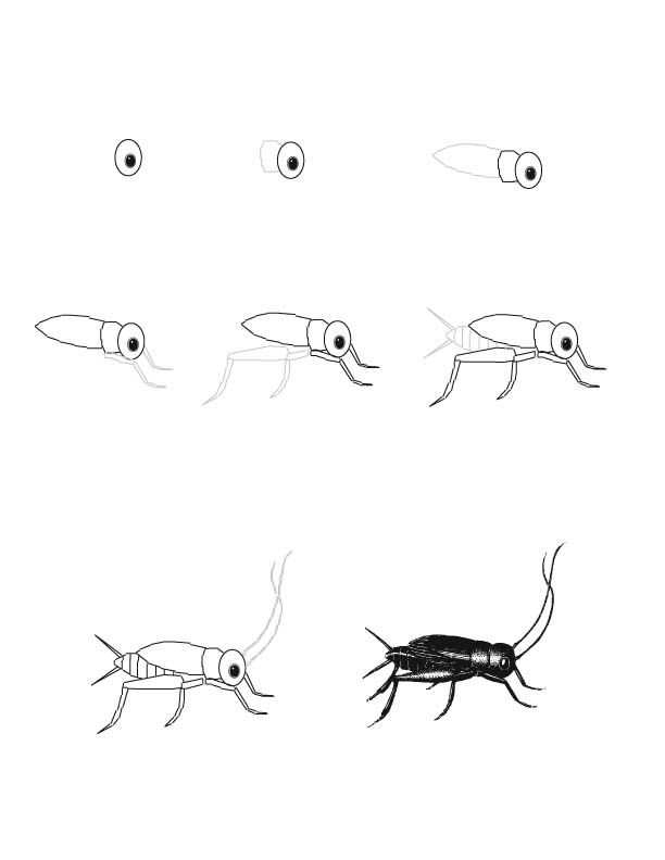 612x792 Cricket Drawing Lesson - Cricket Drawing