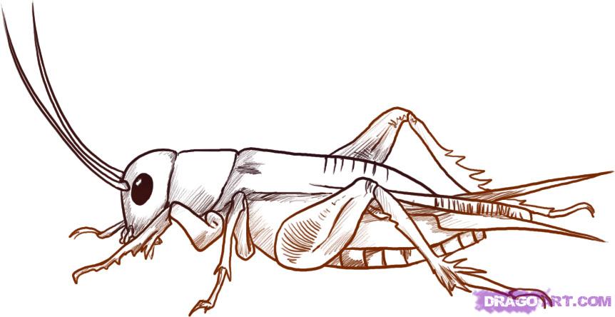 862x444 How To Draw A Cricket, Step - Cricket Drawing