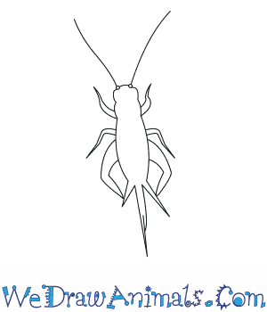 300x350 How To Draw A Field Cricket - Cricket Drawing