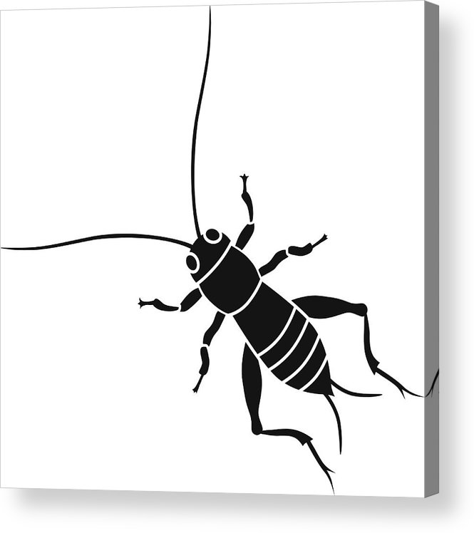 665x748 cricket insect in black and white acrylic print - Cricket Insect Drawing
