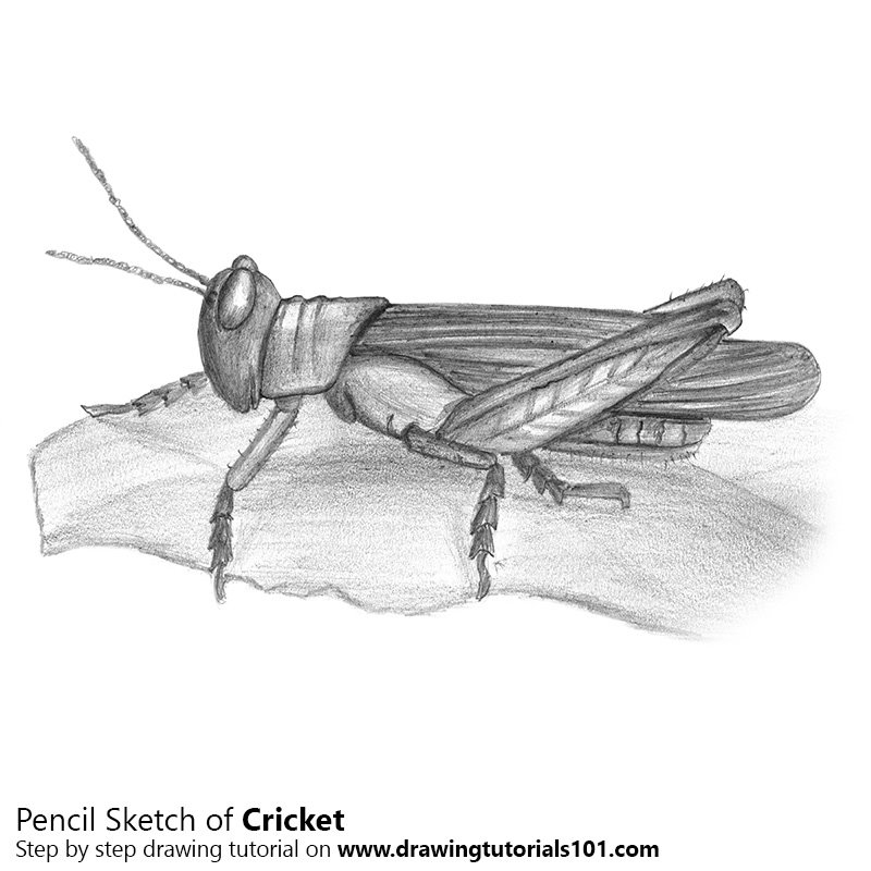 800x800 Cricket Pencil Drawing - Cricket Insect Drawing