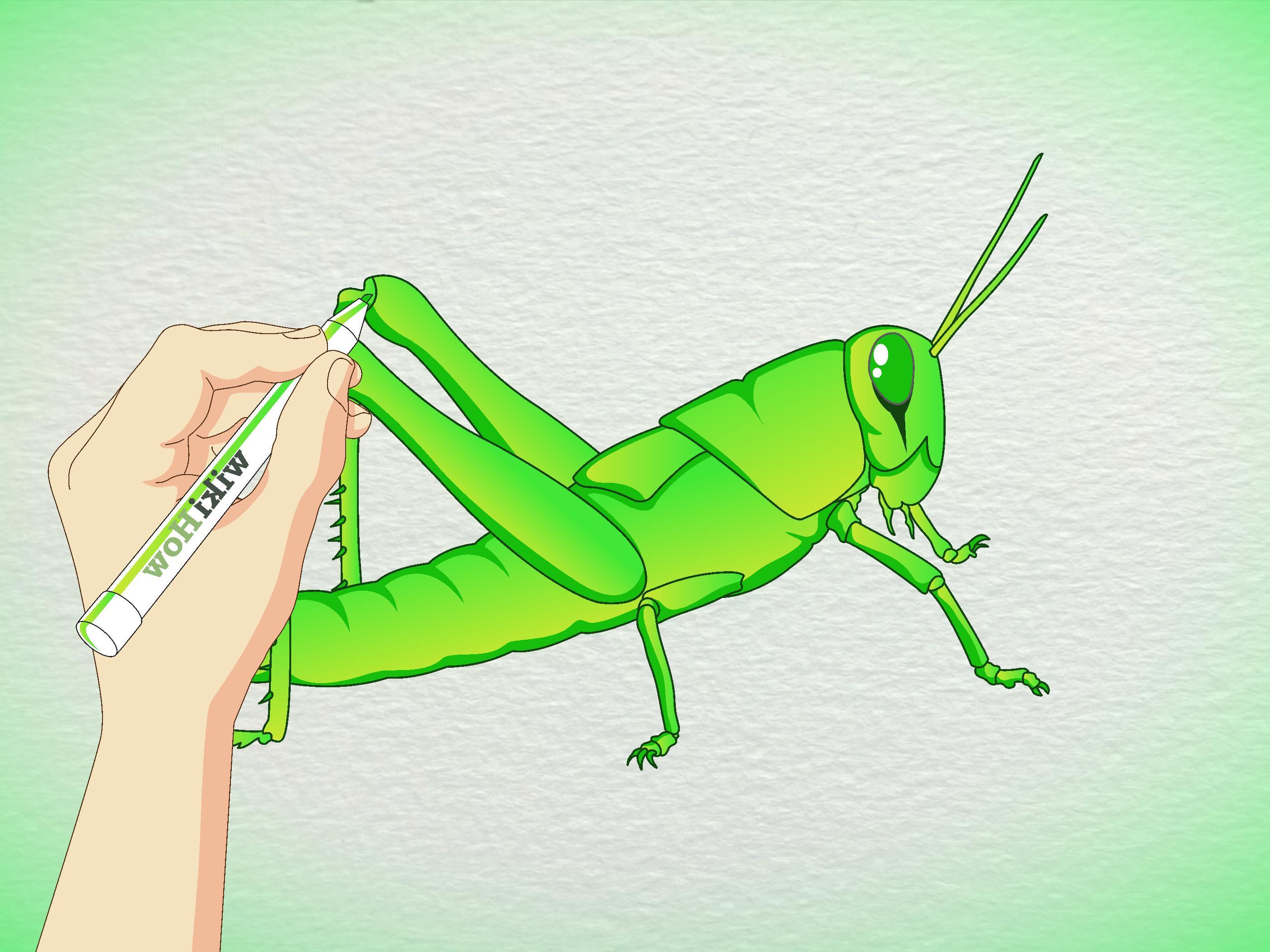 2800x2100 best free cricket insect drawing - Cricket Insect Drawing