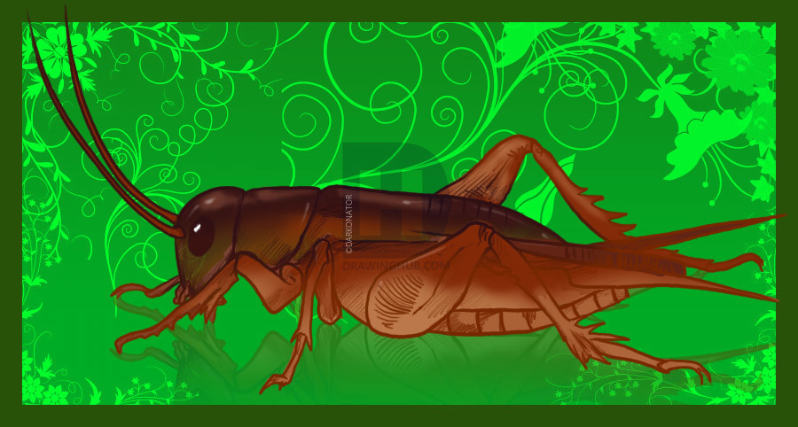 900x482 How To Draw A Cricket, Step - Cricket Insect Drawing