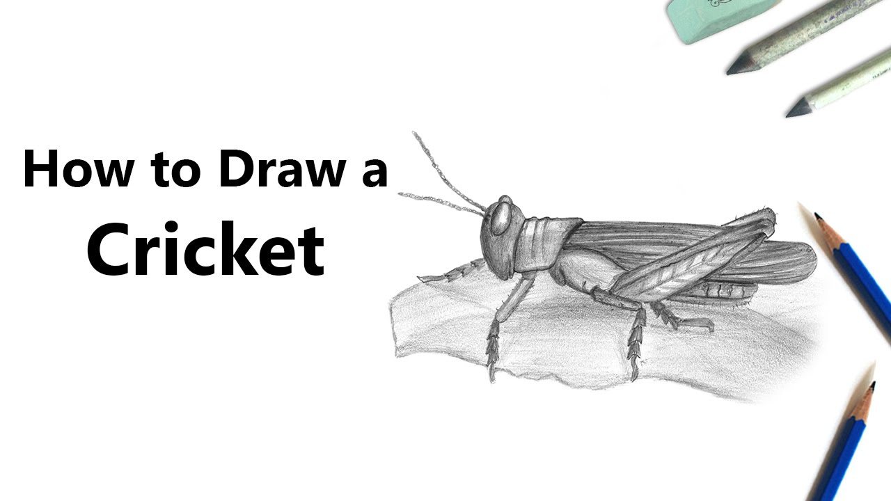 1280x720 How To Draw A Cricket With Pencils - Cricket Insect Drawing