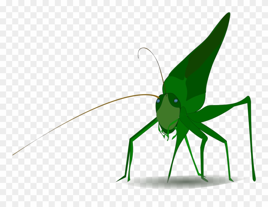 880x679 insect grasshopper cricket cartoon drawing - Cricket Insect Drawing