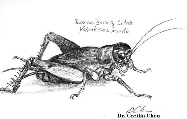 600x383 insect sketches - Cricket Insect Drawing