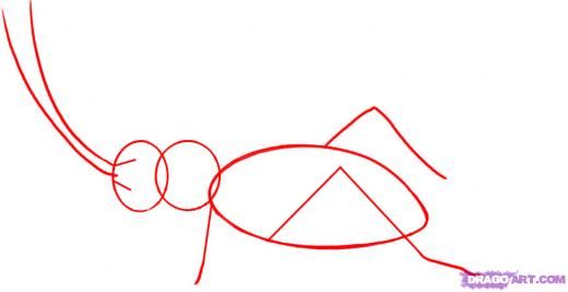 520x267 step how to draw a cricket insect science ecosystems - Cricket Insect Drawing