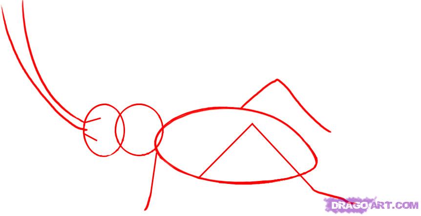 862x444 step how to draw a cricket insect - Cricket Insect Drawing
