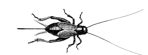 600x224 thermometer outside my window - Cricket Insect Drawing